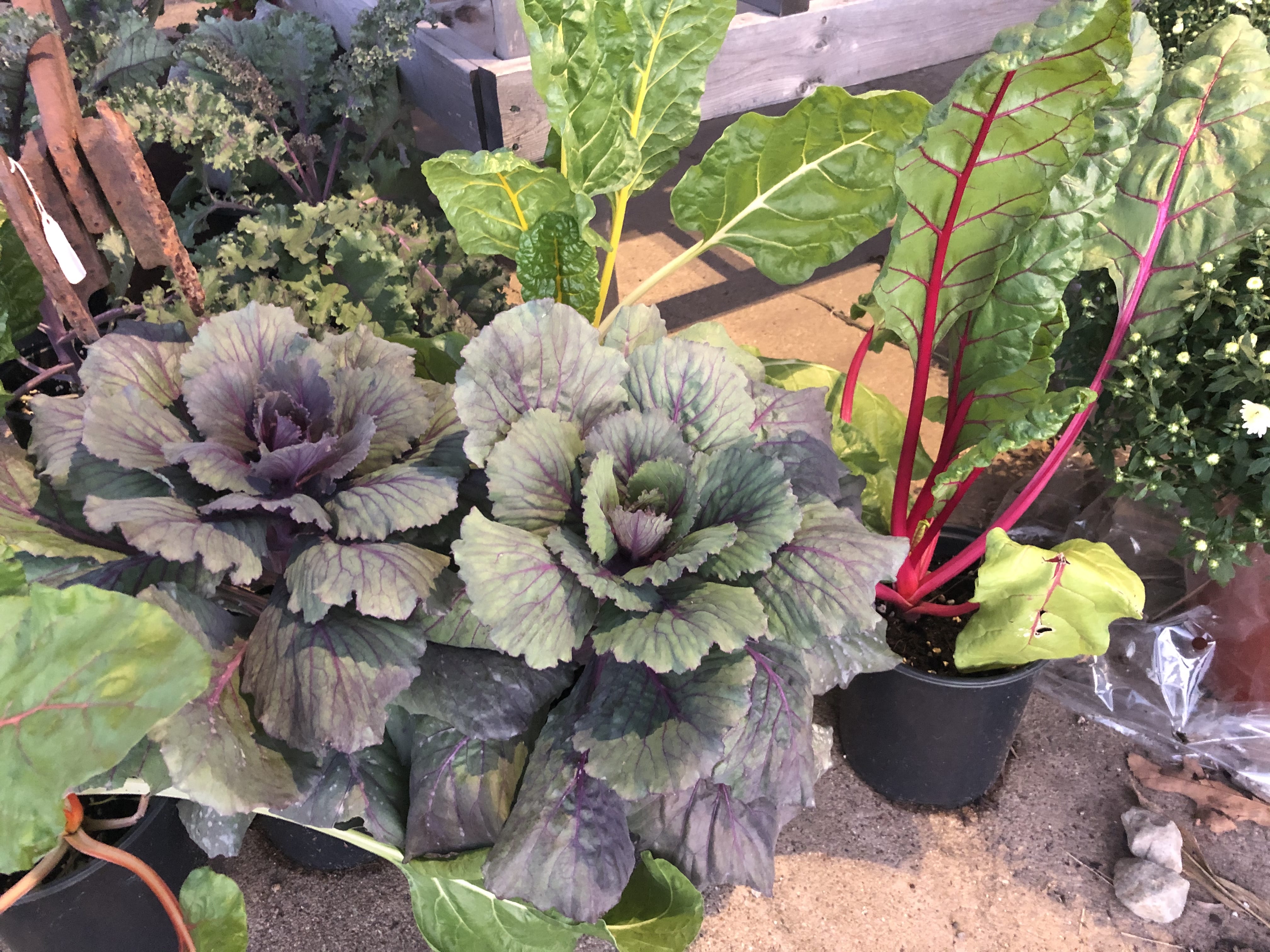 Decorative Cabbages and Rhubarb